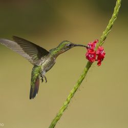 Kolibri Costa Rica Jonathan Serrano