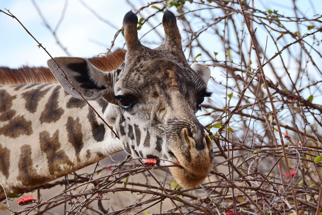 Massai Giraffe Tansania Volker Sthamer