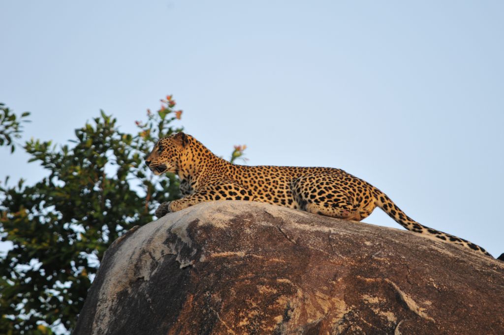 Leopard Sri Lanka Krishna Karki