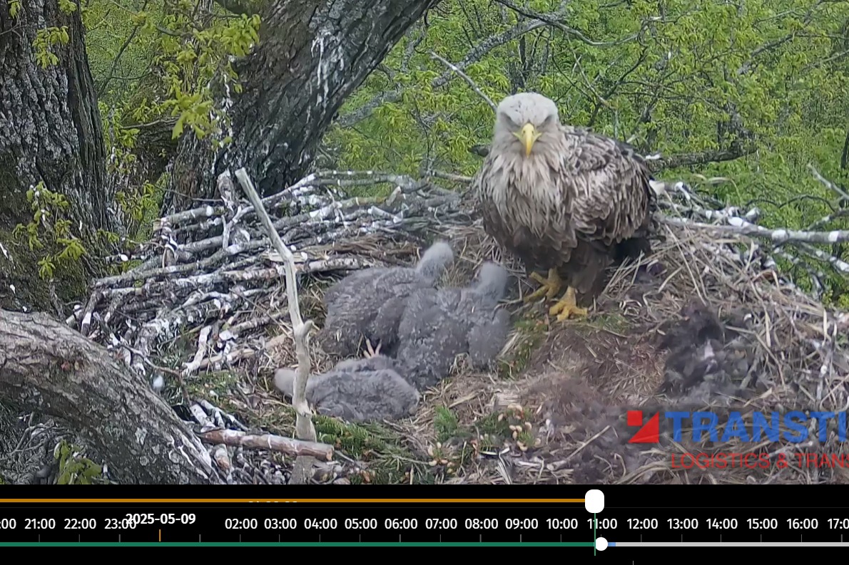Livecam Seeadler