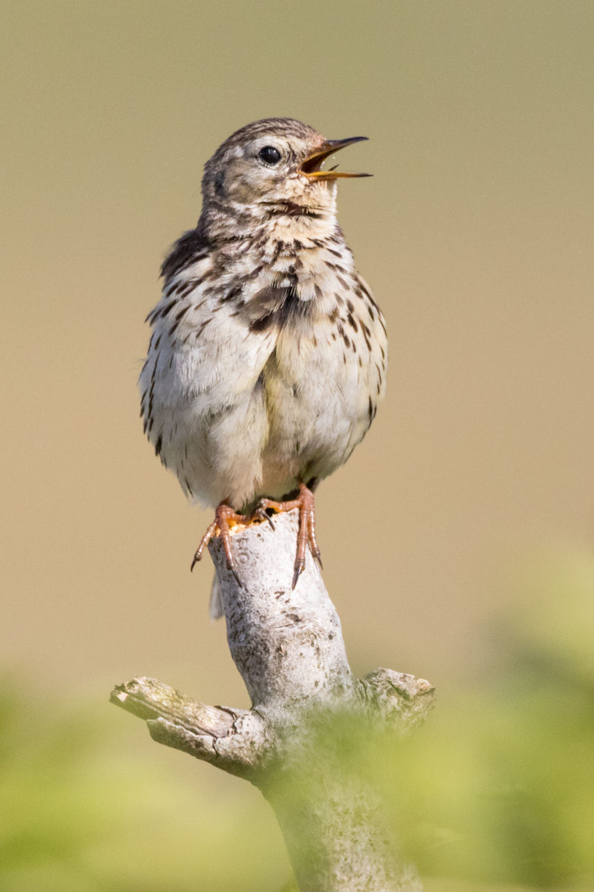 Wiesenpieper