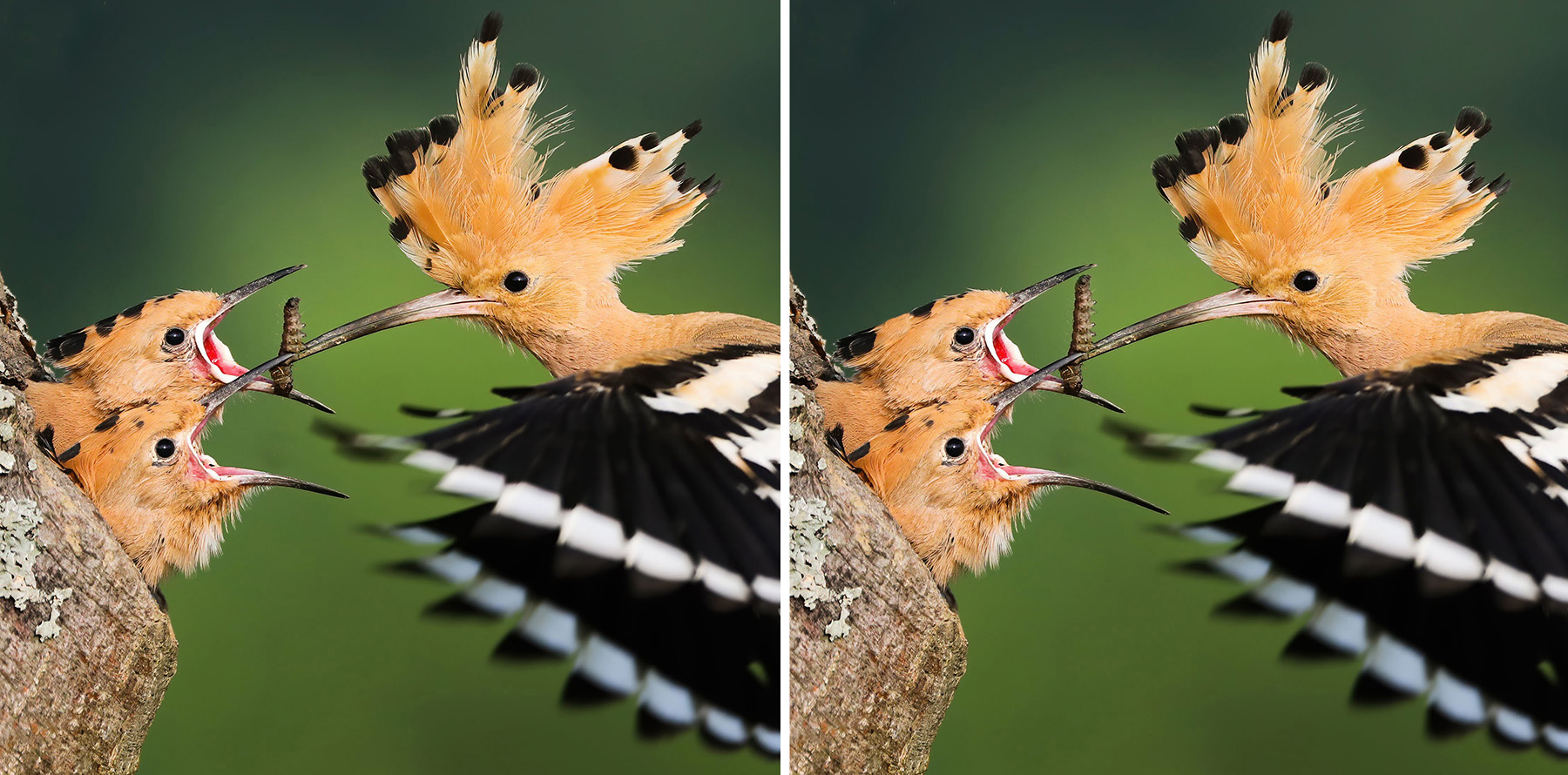 rätselspaß birdingtours - Finde 5 Fehler im zweiten Bild rätselspaß birdingtours - Finde 5 Fehler im zweiten Bild
