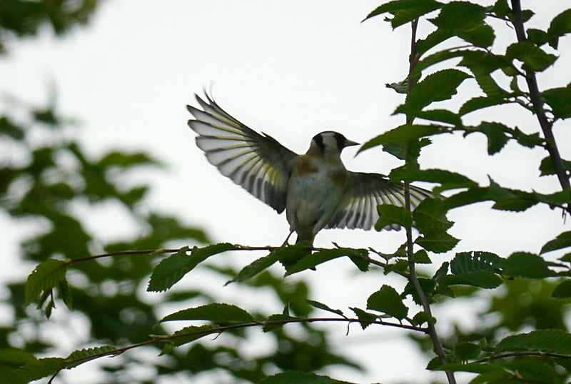 Stieglitz im Flug
