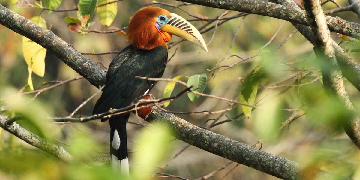 Nepalhornvogel in Bhutan Nepalhornvogel in Bhutan