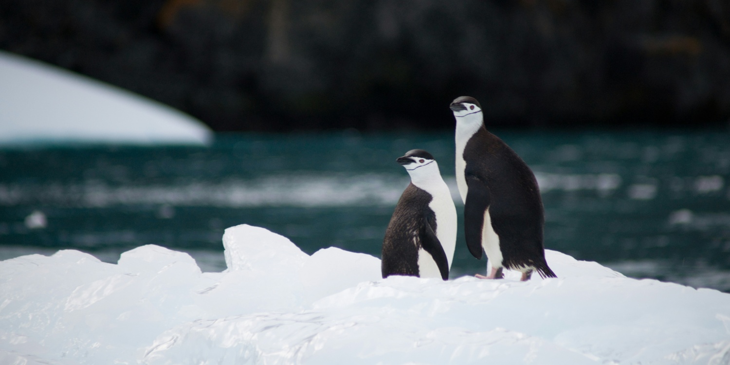 pinguine-im-eis