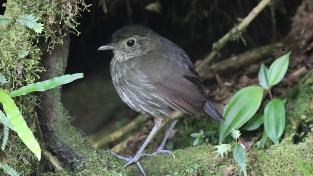 Cundinamarca Antpitta in Kolumbien Cundinamarca Antpitta in Kolumbien