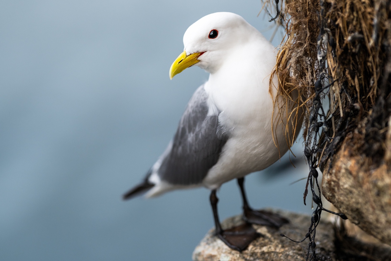copyright: Nicolas Stettler - Dreizehenmöwe am Fels Nordnorwegen Lofoten - Dreizehenmöwe