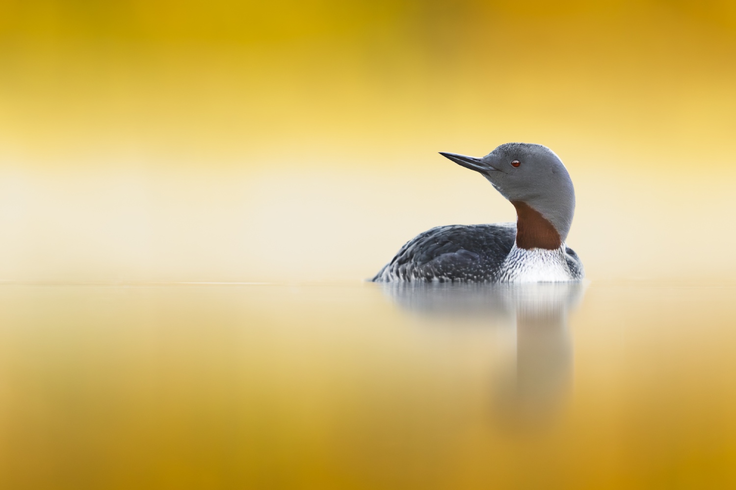 copyright: Nicolas Stettler - Sterntaucher Nordnorwegen Lofoten: Sterntaucher
