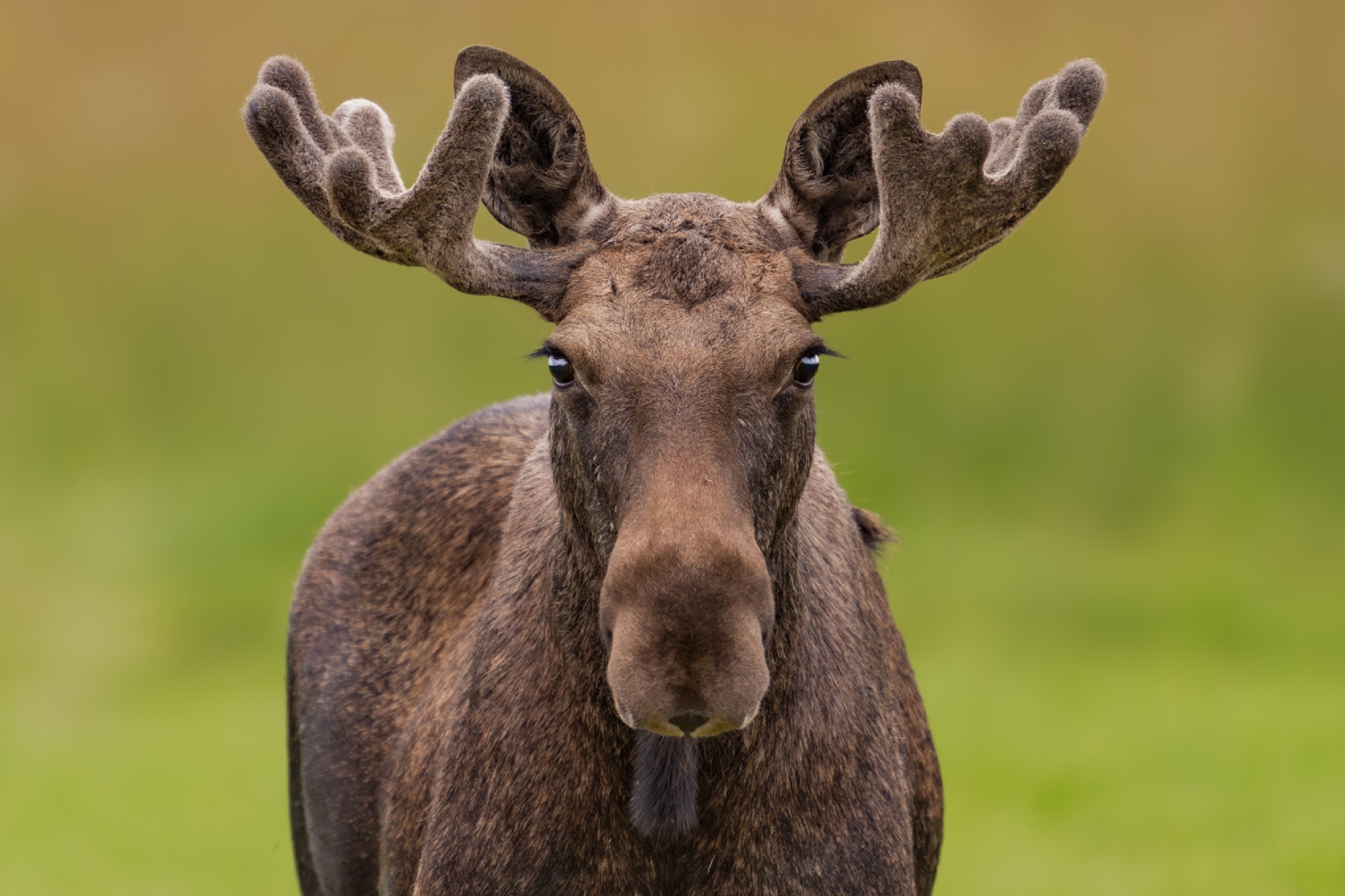 copyright: Nicolas Stettler - Elch Nordnorwegen Elch blickt in die Kamera