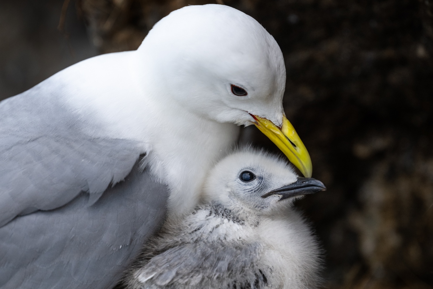 copyright: Nicolas Stettler - Dreizehenmöwen Nordnorwegen Lofoten: Dreizehenmöwe mit Küken