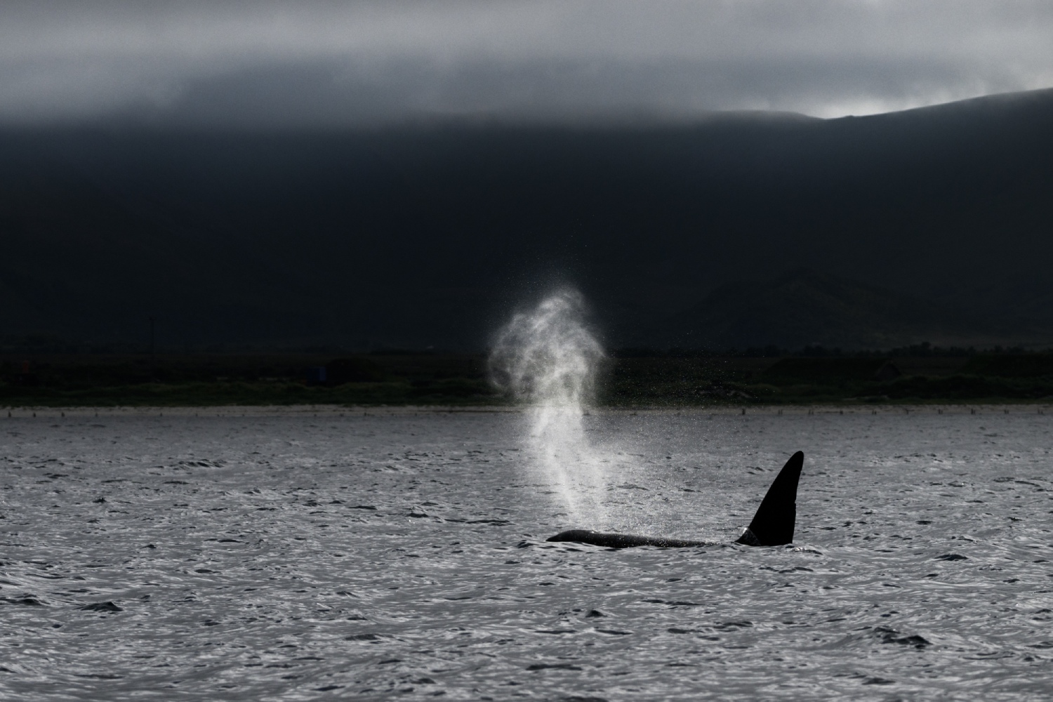 copyright: Nicolas Stettler - Orca mit Blas Nordnorwegen: Lofoten - Orcawal mit Blas