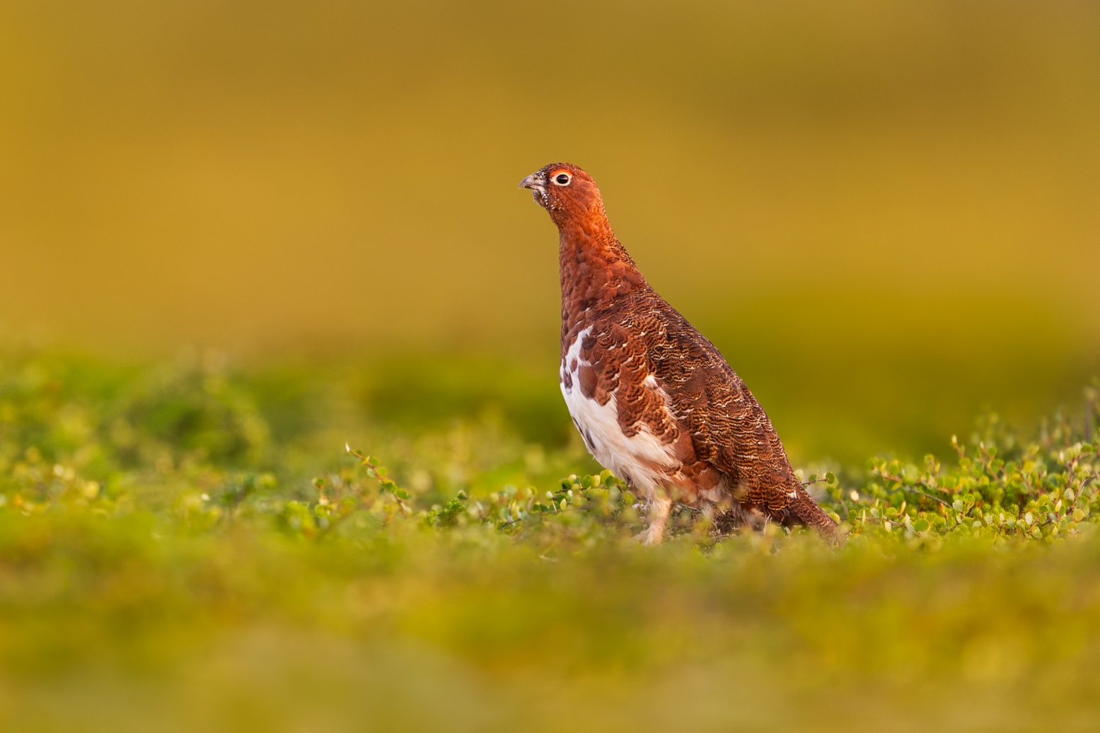 copyright: Nicolas Stettler - Moorschneehühnchen - Männchen im Sommerkleid Nordnorwegen: Lofoten - Moorschneehühnchen