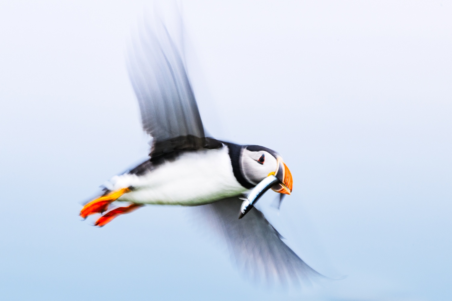 copyright: Nicolas Stettler - Papageientaucher dynamisch Nordnorwegen Vogelfotografie - Papageientaucher Dynamik
