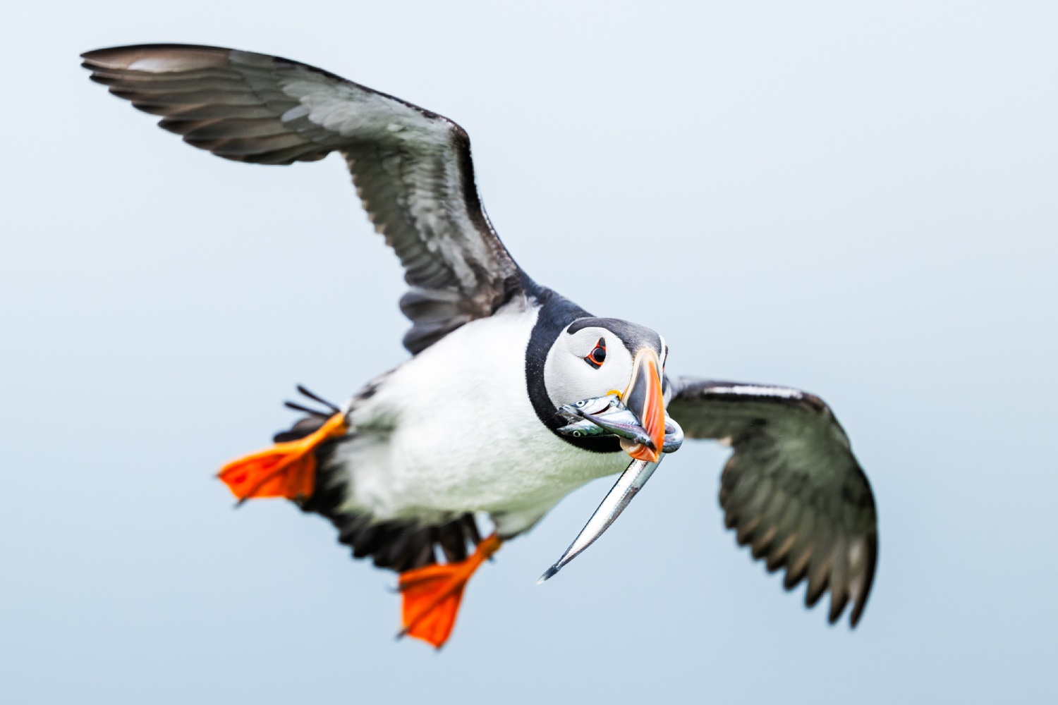 copyright: Nicolas Stettler Papageientaucher Scharf Nordnorwegen Vogelfotografie - Papageientaucher Scharf