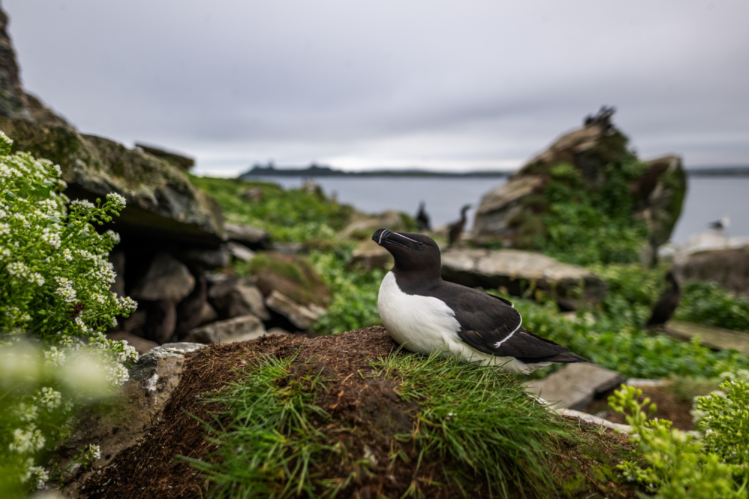 copyright: Nicolas Stettler - Ein Tordalk Nordnorwegen Voegel - Tordalk