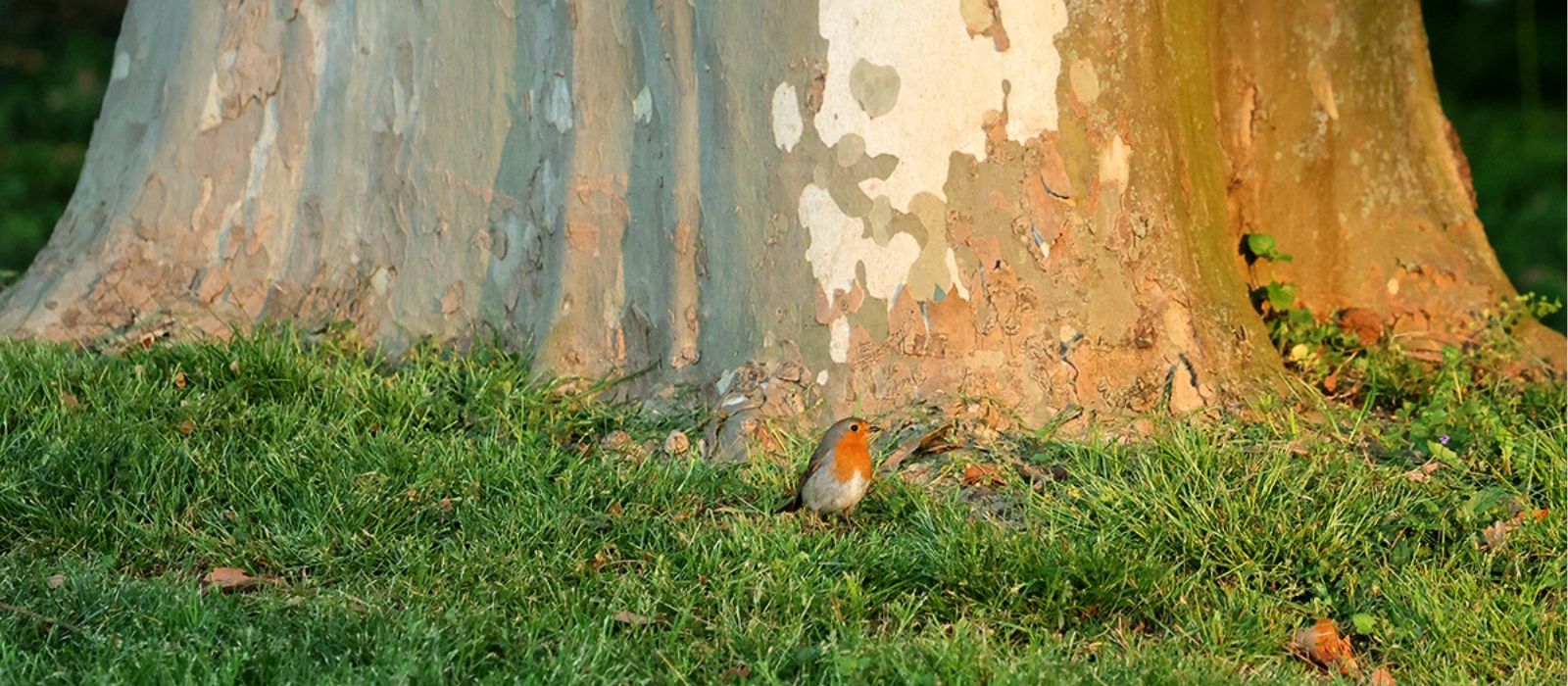 Zweihundertjährige Platane mit einem Rotkehlchen zu ihren Füßen im Schlossgarten Stuttgart