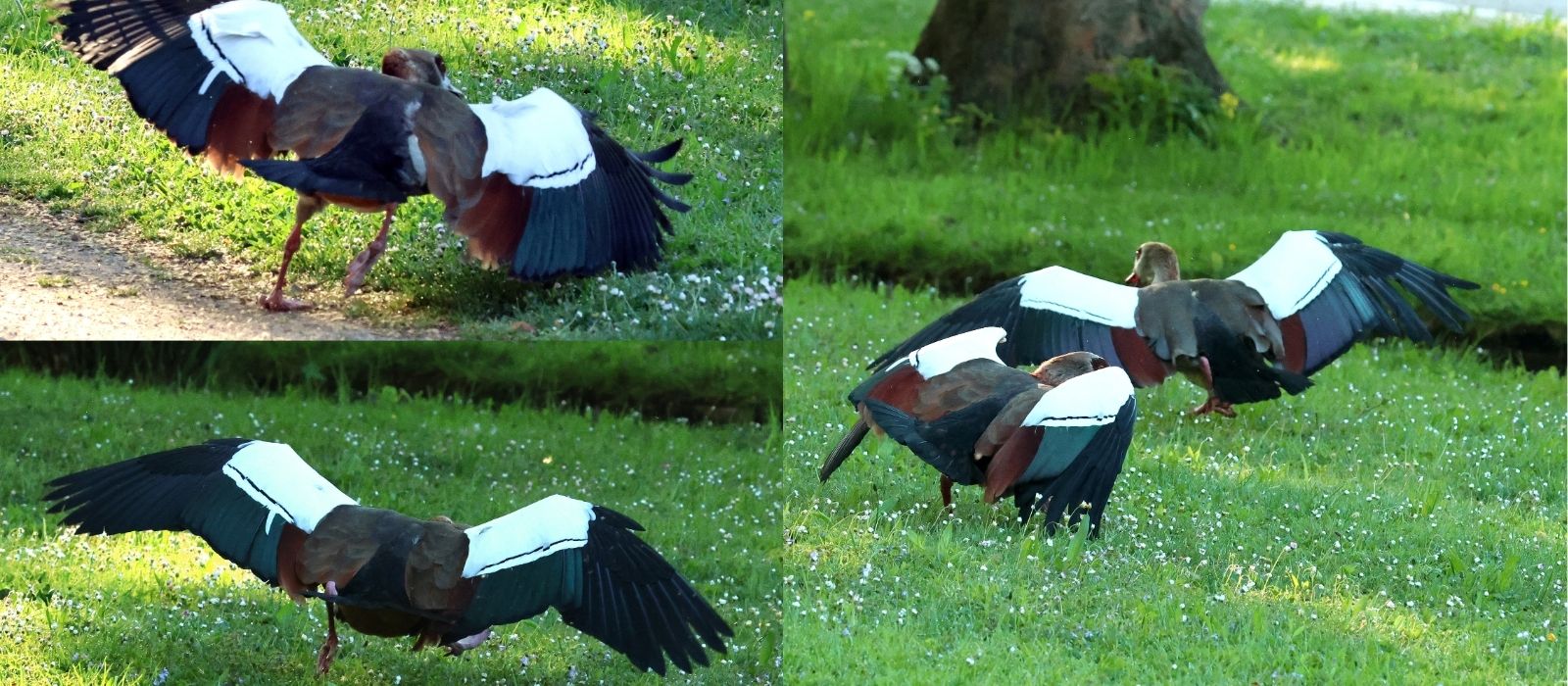 Nilgans jagt Eindringling vom Ast im Schlossgarten Stuttgart