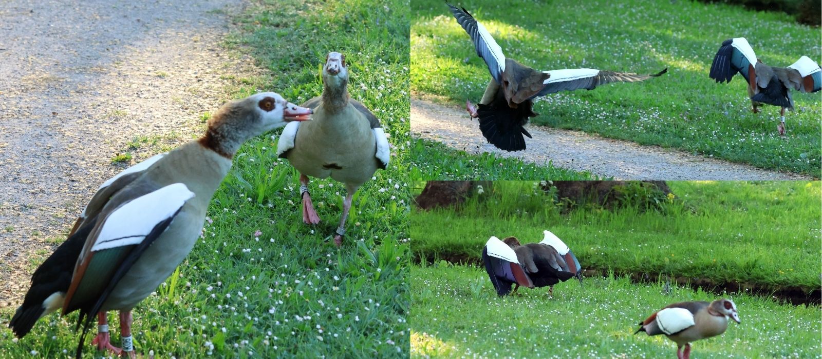 Nilgänse liefern sich einen lautstarken Streit im Schlossgarten Stuttgart