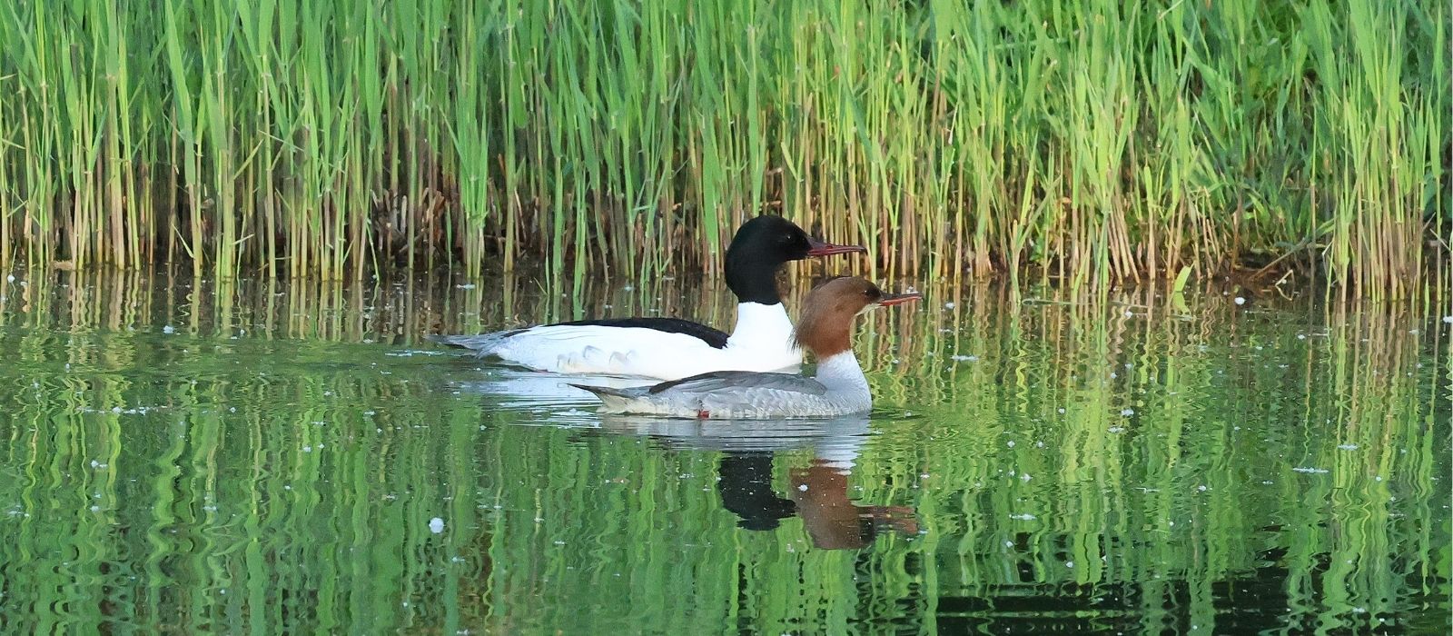 Ein Paar Gänsesäger sucht im Schlossgarten Stuttgart ein Zuhause für den Nachwuchs