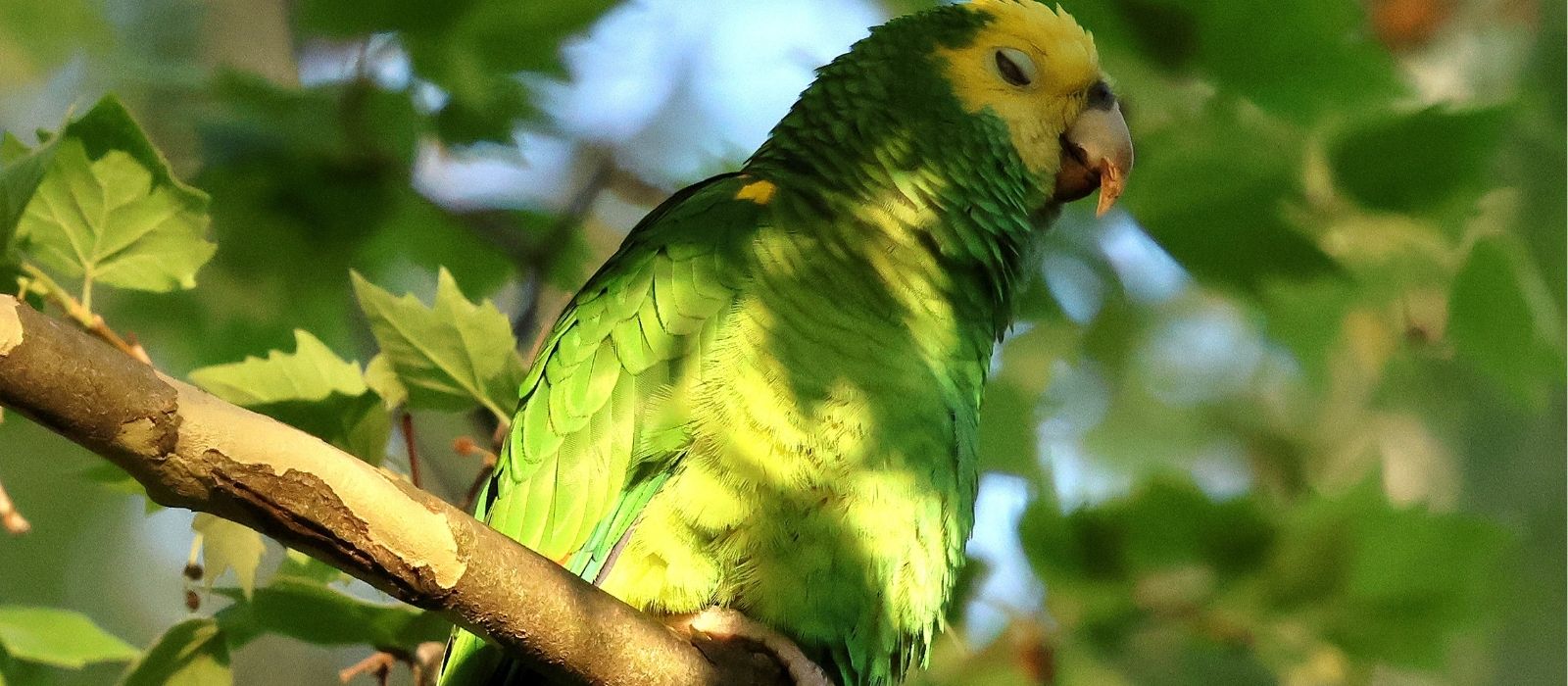 Gelbkopfamazone schläft entspannt im Schlossgarten Stuttgart