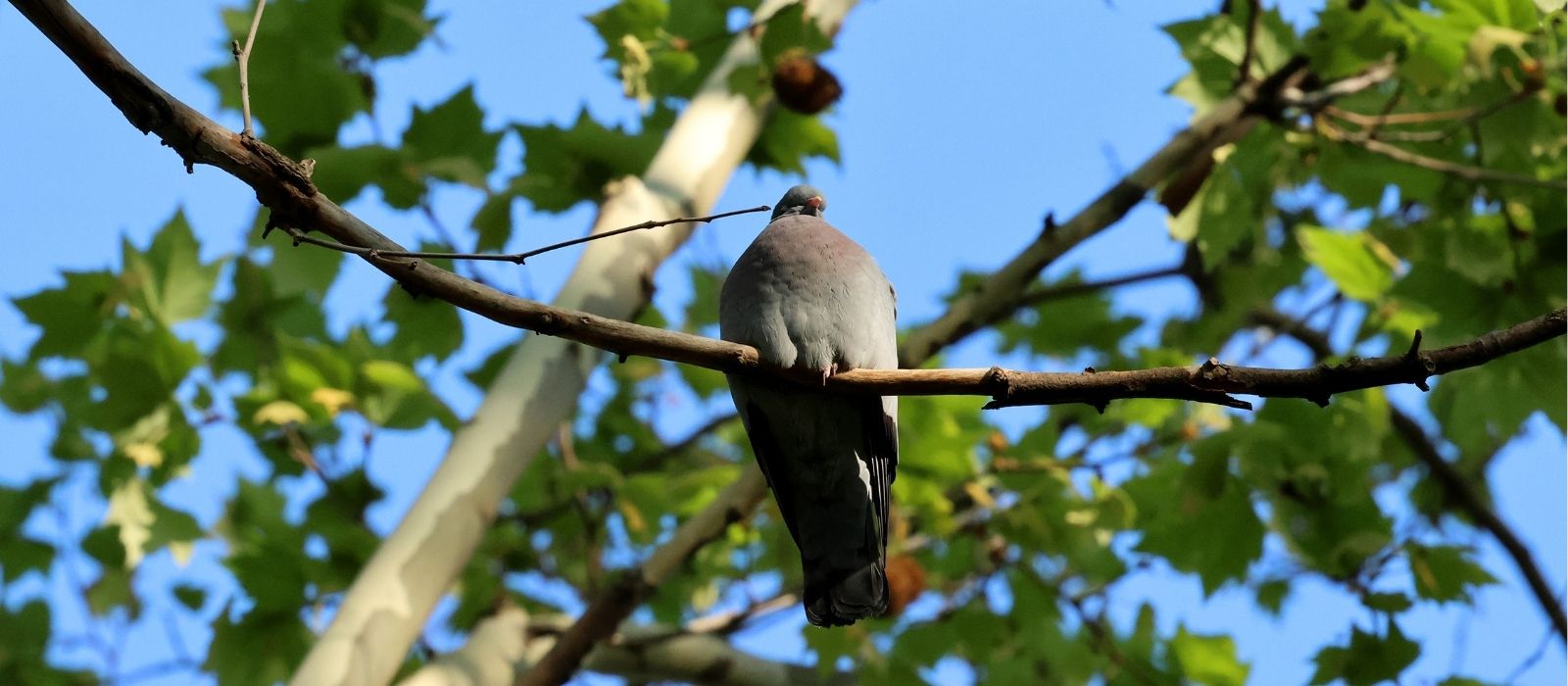 Müde Hohltaube im Schlossgarten Stuttgart