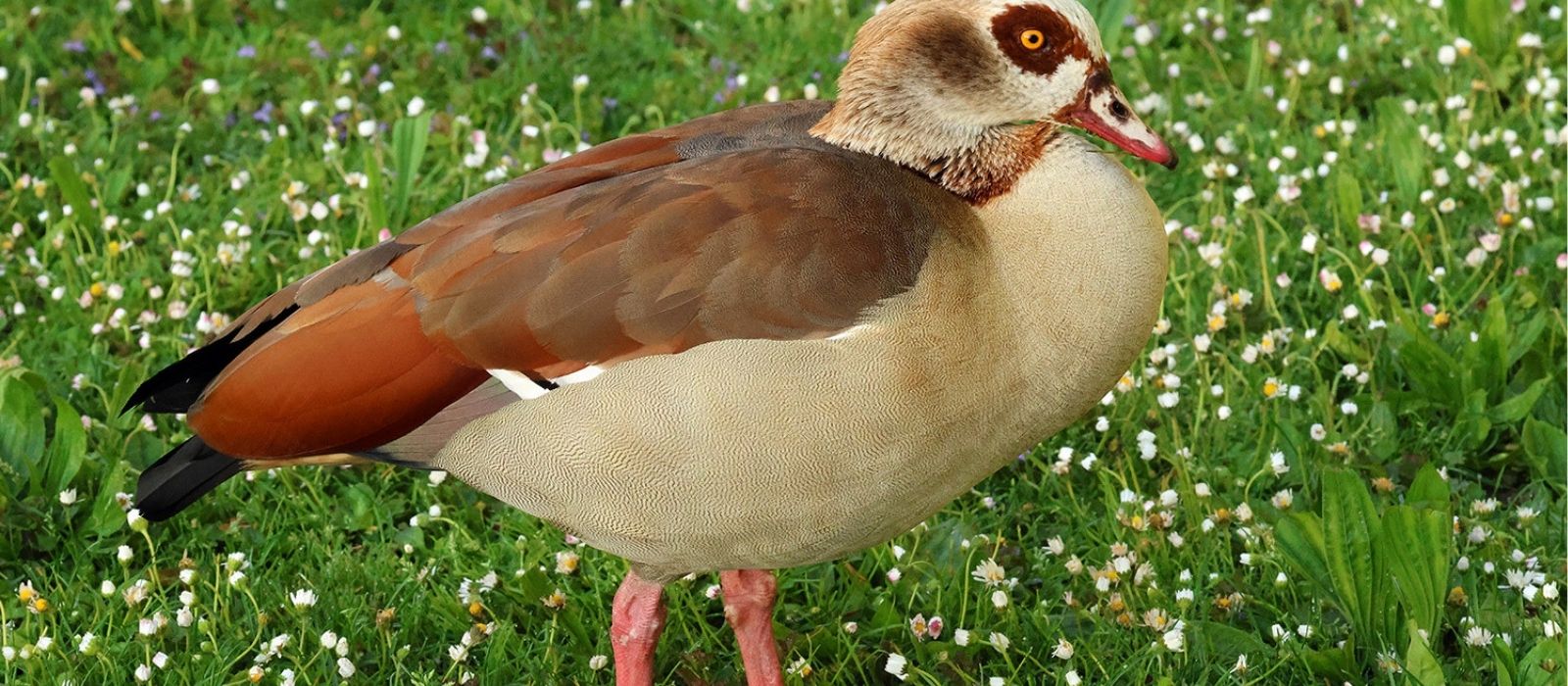Nilgänse haben den Schlossgarten Stuttgart fest im Griff