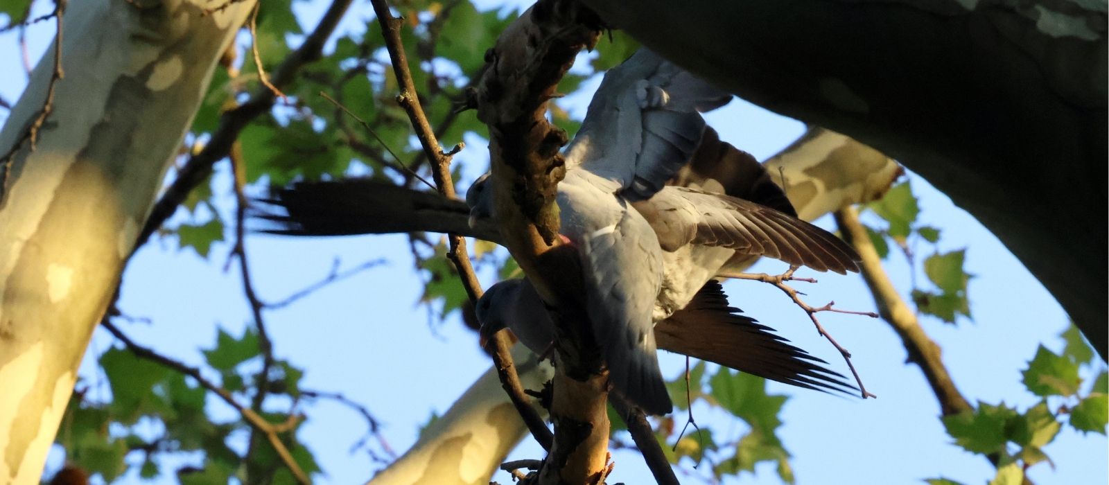 Revierkampf bei den Hohltauben im Schlossgarten Stuttgart