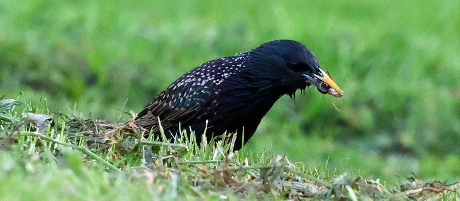 Star sammelt Insektenlarven für das brütende Weibchen im Schlossgarten Stuttgart