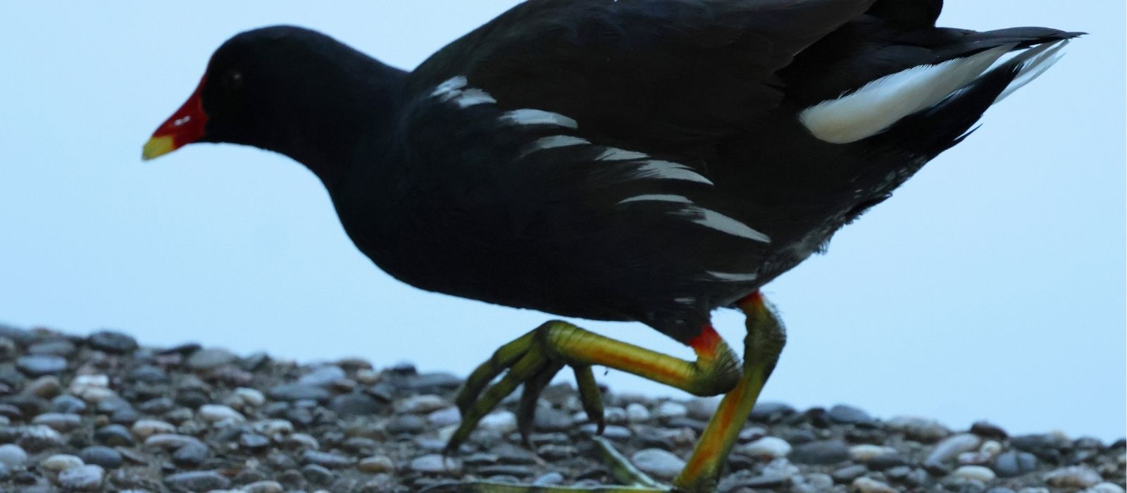 Teichhuhn auf dem Gehweg im Schlossgarten Stuttgart