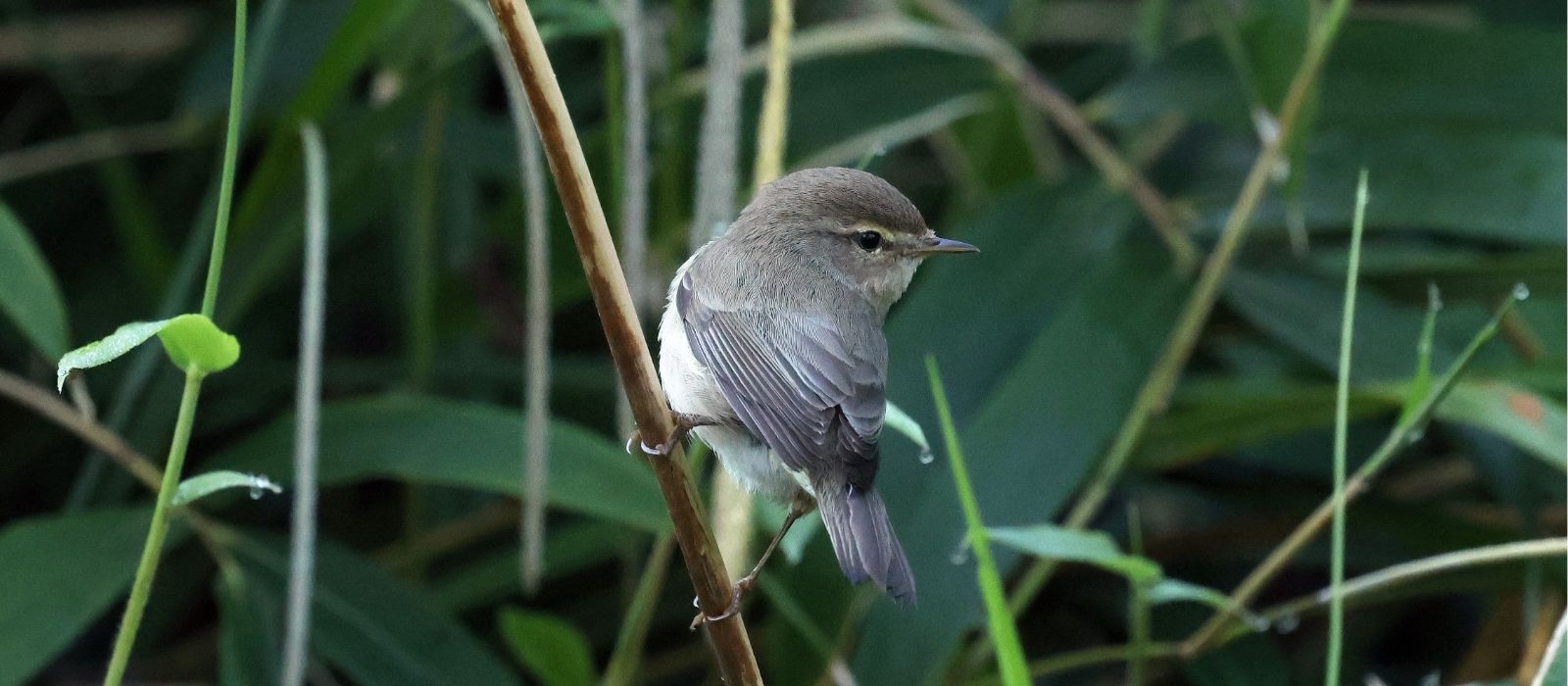 Ein sehr grauer Zilpzalp sucht im künstlichen Ried im Schlossgarten Stuttgart nach Nahrung