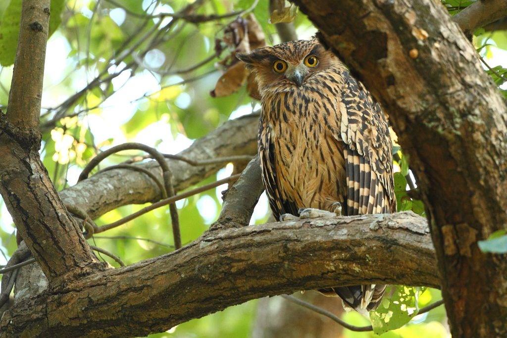Webinar Vogelwelt Indiens