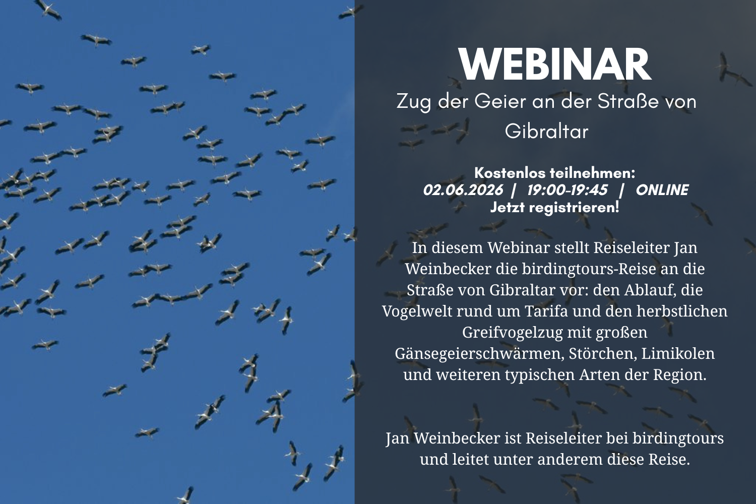 Webinar Der Zug der Geier an der Straße von Gibraltar