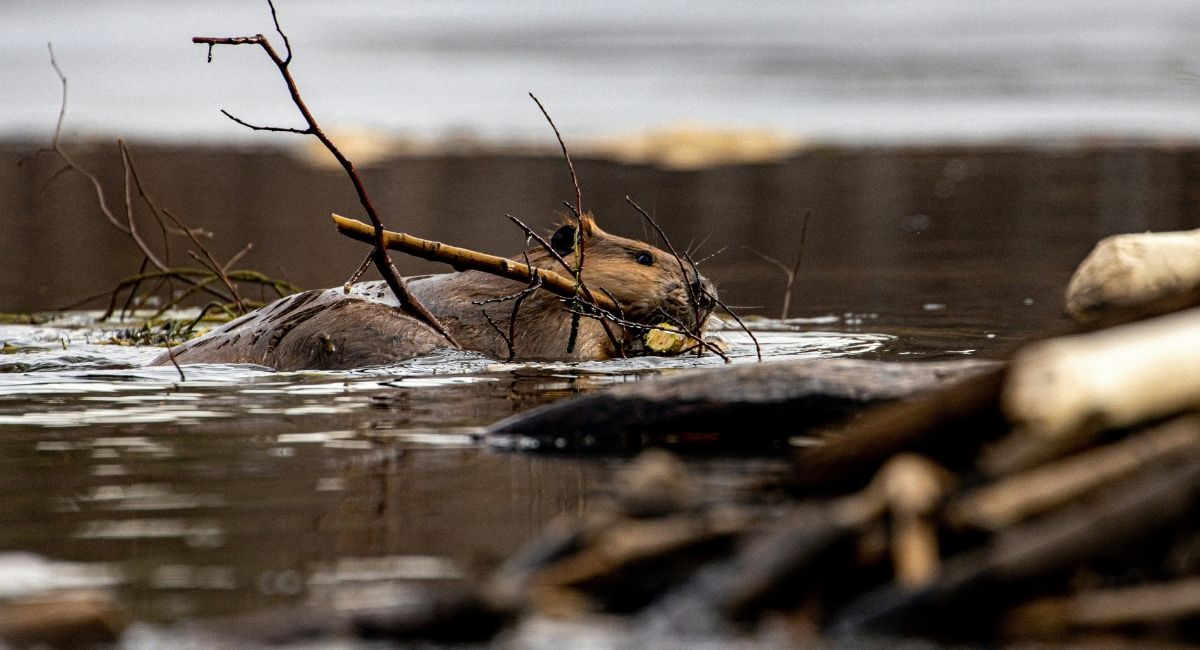 Biber am Wasser beim Burgenbau – Foto: Unsplash