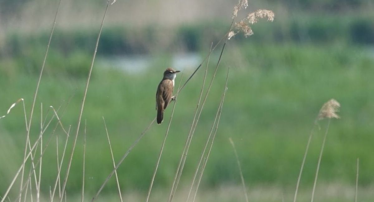 Drosselrohrsänger im Schilf bei Burgbernheim – Foto: Rainer Stoll