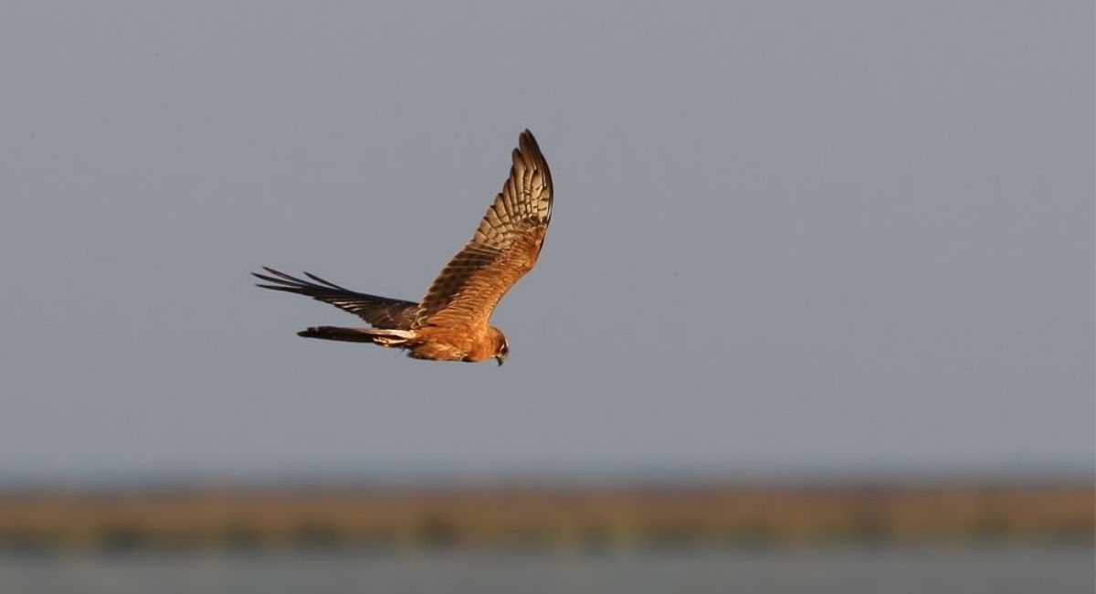 Wiesenweihe im Flug – Foto: Christoph Moning