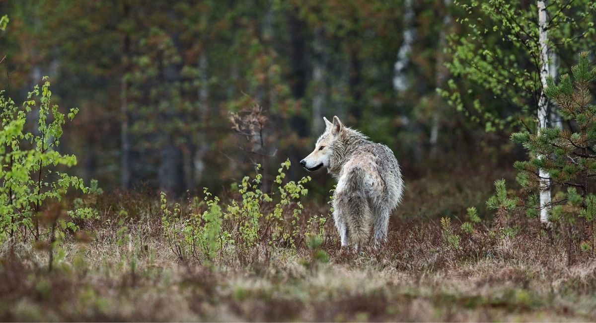 Wolf zwischen Bäumen im Wald – Foto: Unsplash
