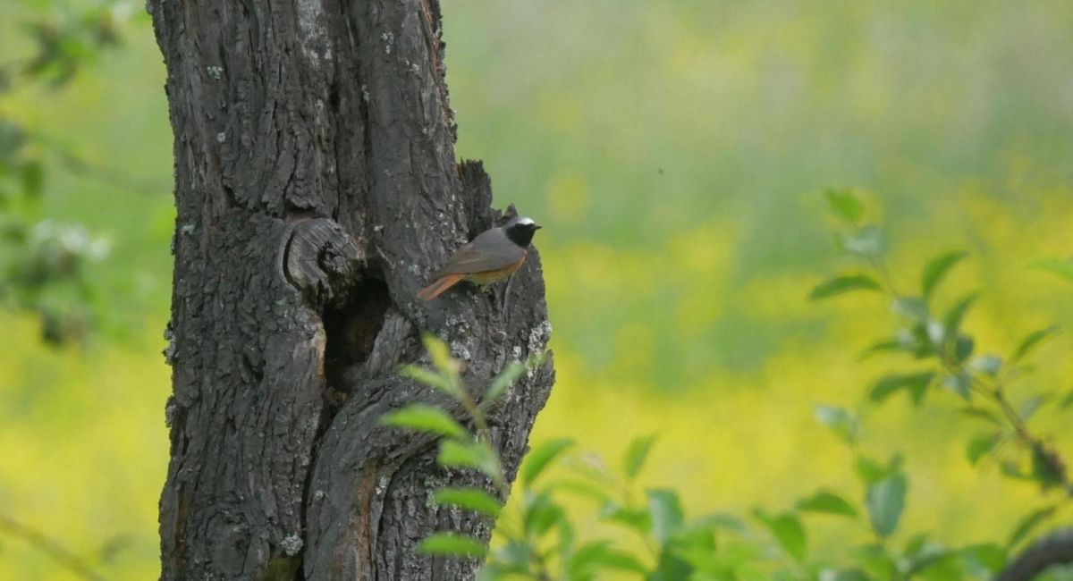 Gartenrotschwanz auf Baum bei Burgbernheim – Foto: Rainer Stoll