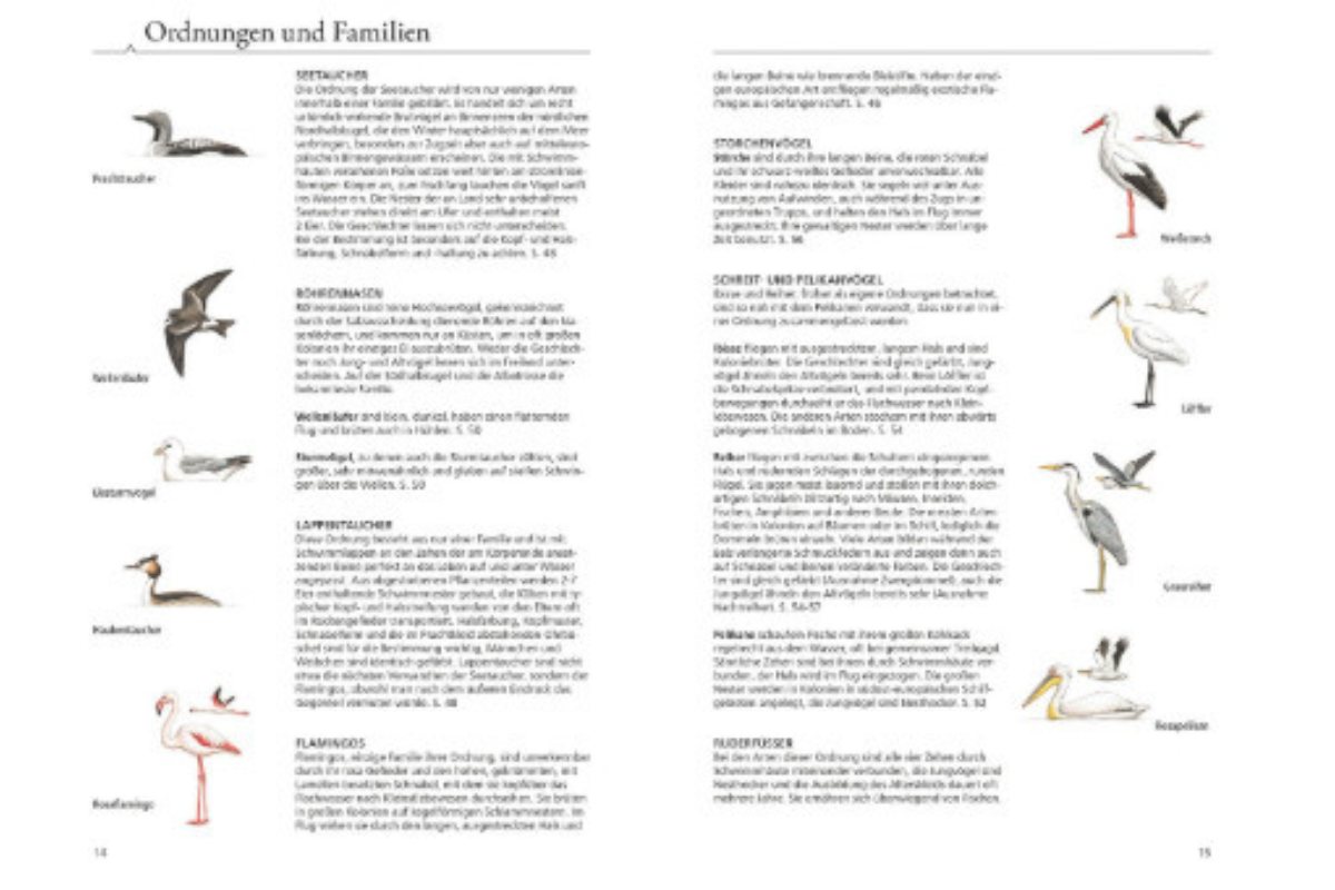 Einführung in Ordnungen und Familien