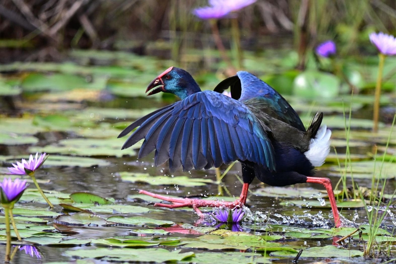 Purpurhuhn in Afrika – farbenprächtiger Wasservogel aus dem Umfeld des Interviews mit Volker Sthamer