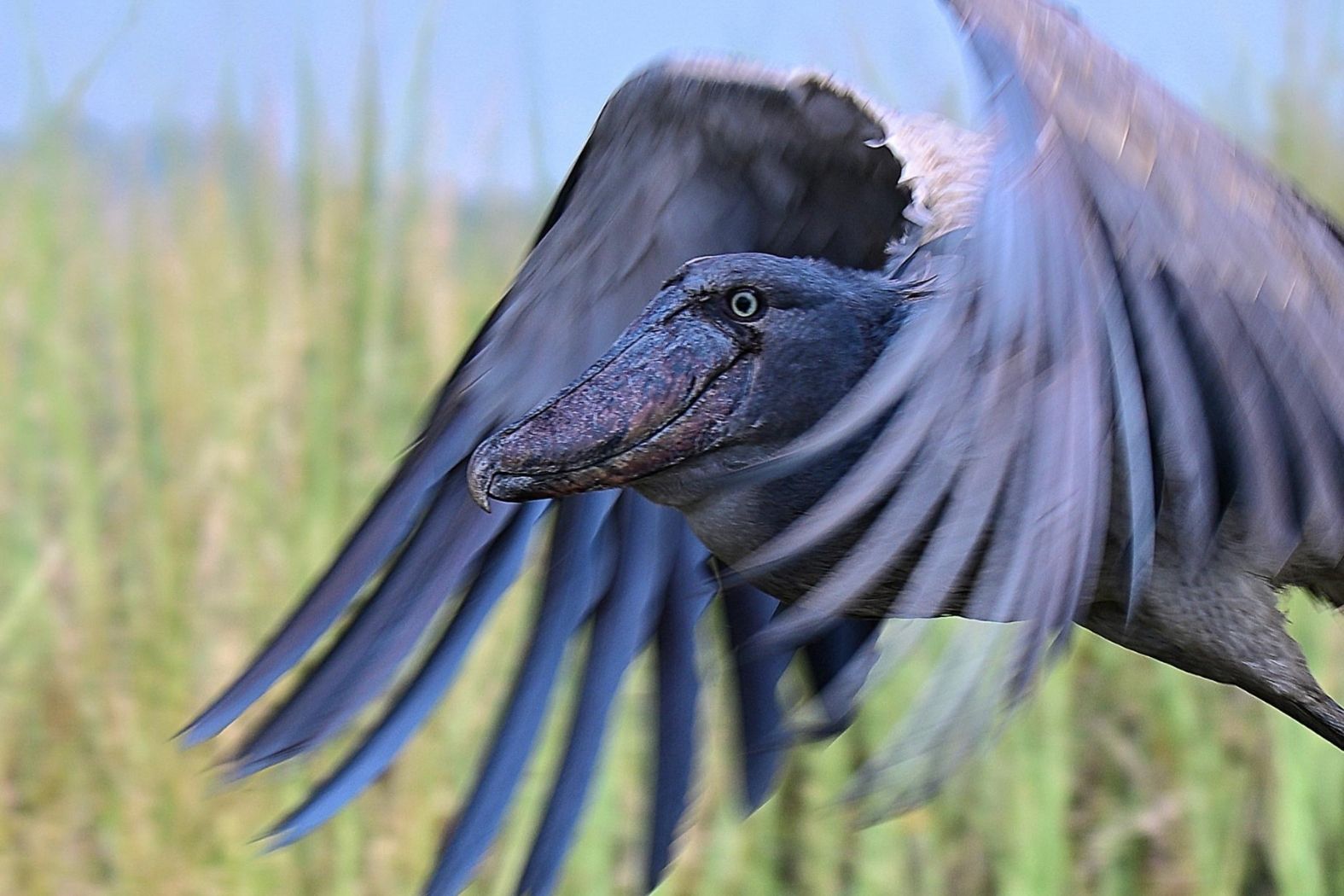 Schuhschnabel im Flug in Afrika – beeindruckende Vogelbeobachtung im Umfeld des Interviews mit Volker Sthamer