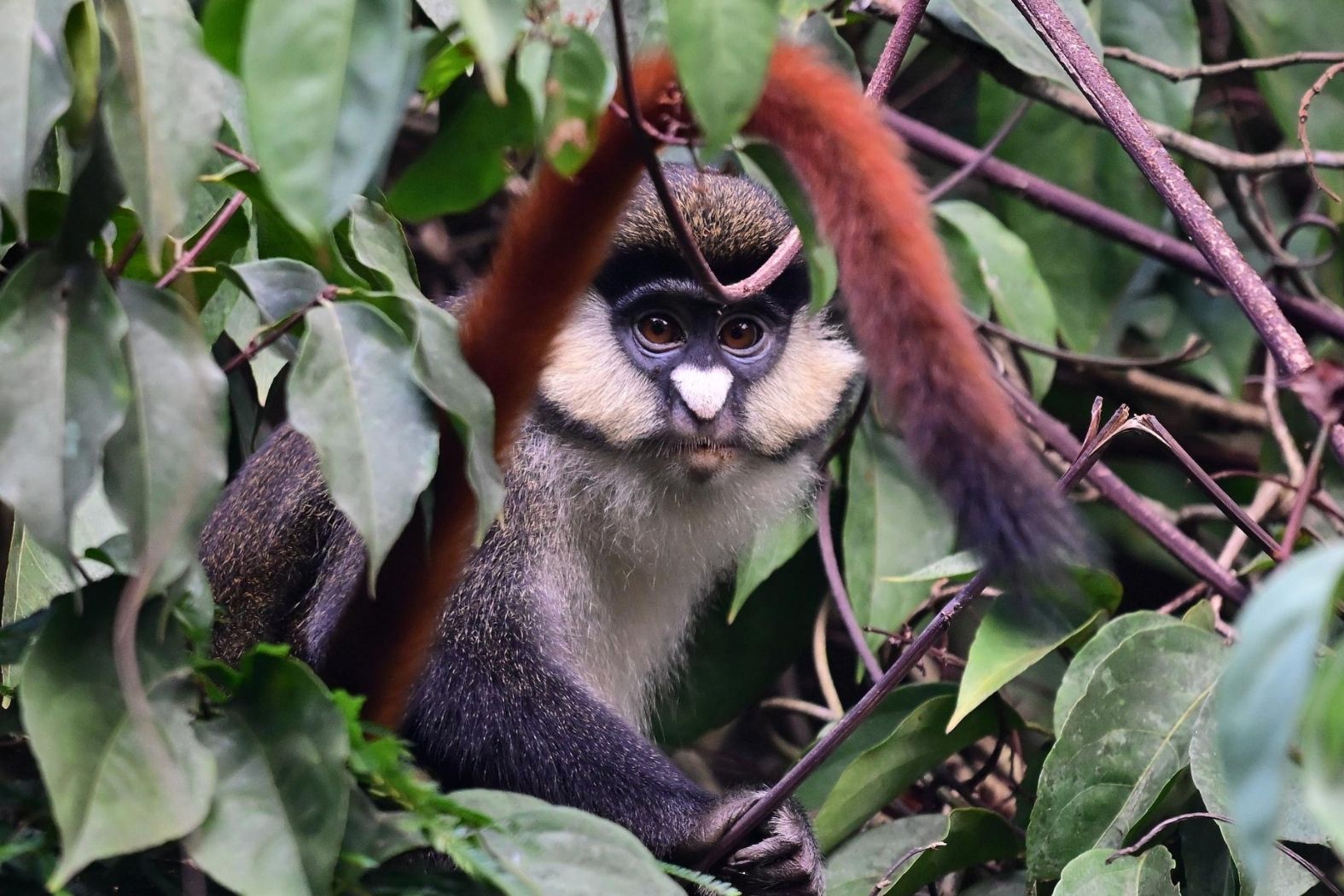 Rotschwanzmeerkatze in Afrika – Wildtierbeobachtung im Rahmen des Interviews mit Volker Sthamer