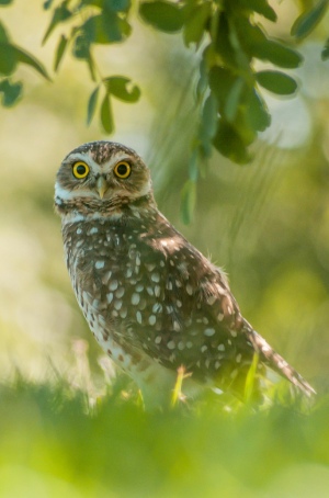 Eule sitzt im Gras und guckt