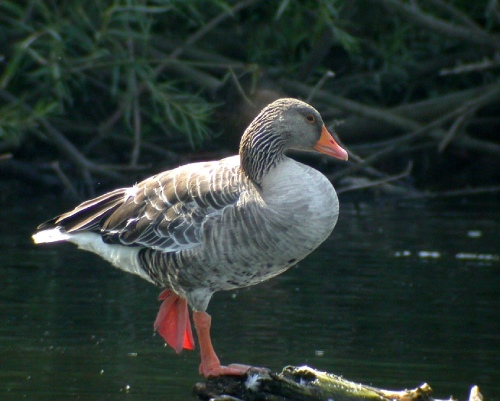Graugans im Wasser