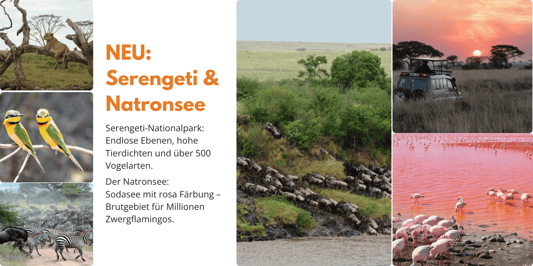 Der Bannerzeigt Bilder der Serengeti: Weite Ebenen, Sonnenuntergang, Löwen und den Natronsee mit Flamingos