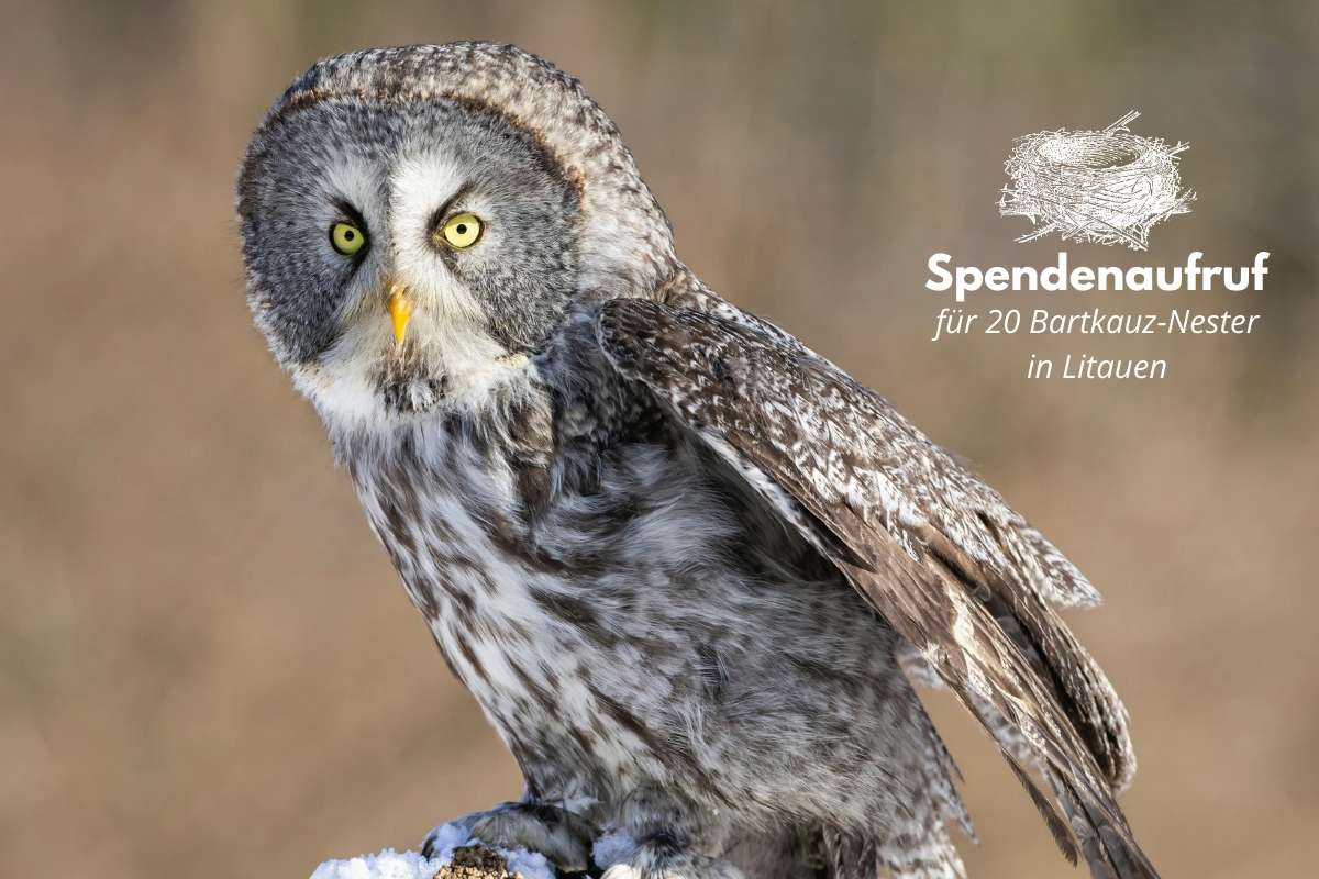 Bartkauz-Projekt: Spendenprojekt für Nistplattformen in Litauen