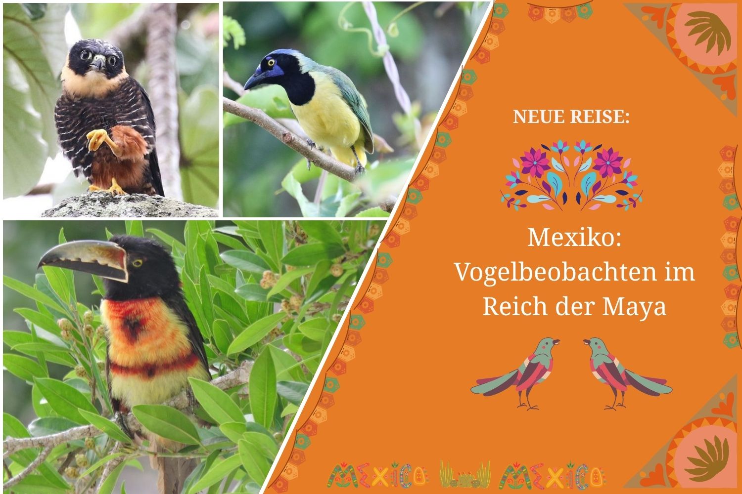 Neu: Mexiko – Vogelbeobachten im Reich der Maya