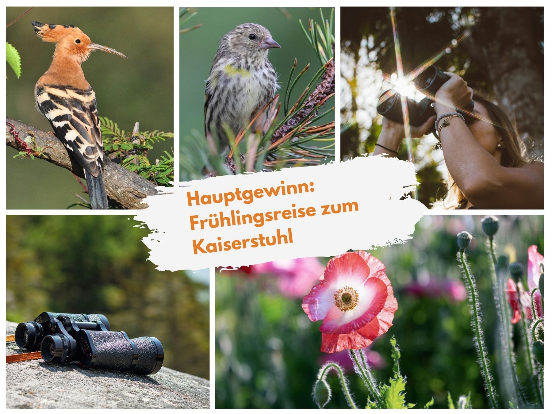 Frühlingsreise zum Kaiserstuhl