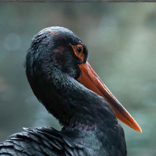 Livecam Schwarzstorch