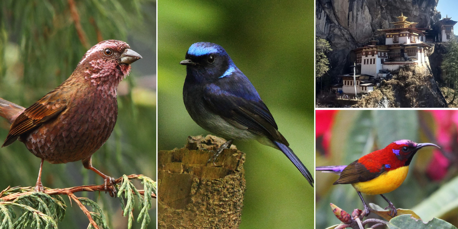 Mit Markus Lilje nach Bhutan zum Vogelbeobachten