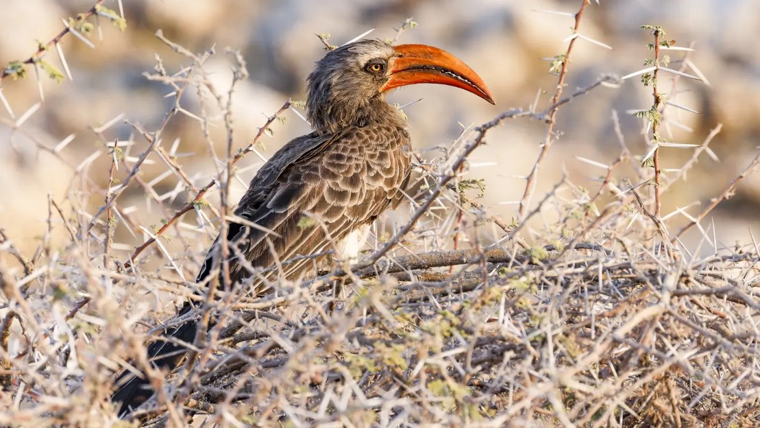 Felsentoko auf einer Erkundungstour in Namibia - copyright Leavelove Safari Felsentoko in Namibia